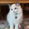 Buy Male Ragdoll Kitten