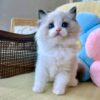 Buy Male Ragdoll Cat