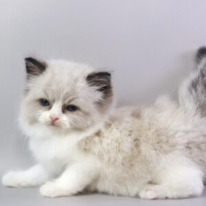 buy a male Ragdoll kitten