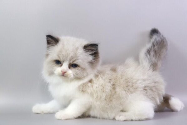 buy a male Ragdoll kitten