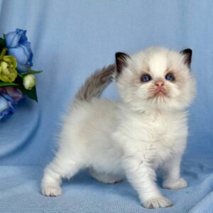 Buy Female Ragdoll Kitten