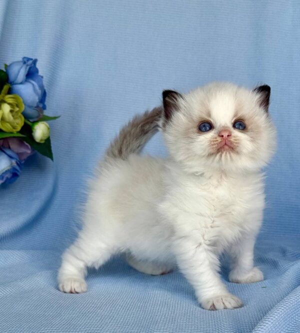 Buy Female Ragdoll Kitten