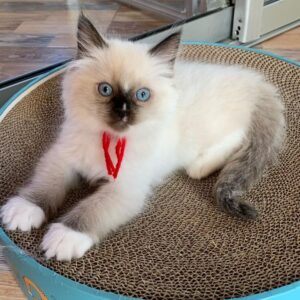Ragdoll kitten for adoption