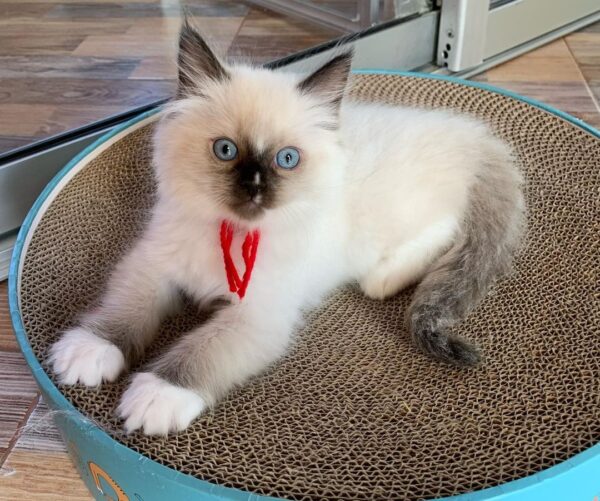 Ragdoll kitten for adoption