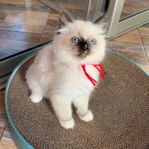 Ragdoll kitten for adoption