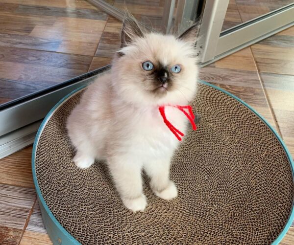 Ragdoll kitten for adoption