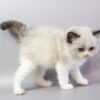 Ragdoll kitten for adoption