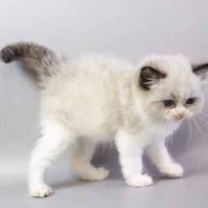 Ragdoll kitten for adoption