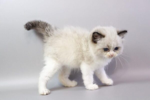 Ragdoll kitten for adoption