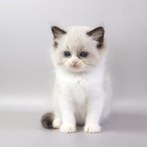 Ragdoll kitten for adoption