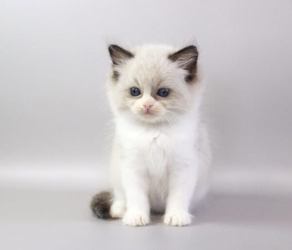 Ragdoll kitten for adoption