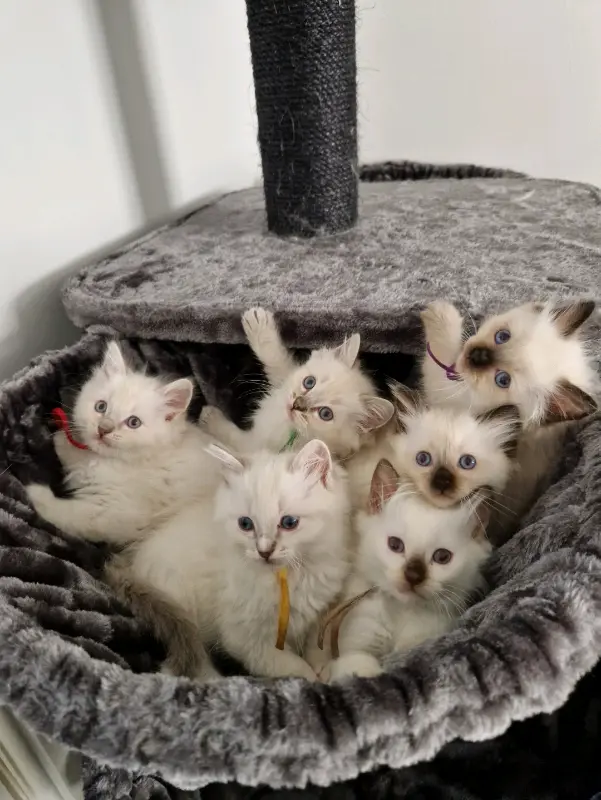 Ragdoll kitten health guarantee