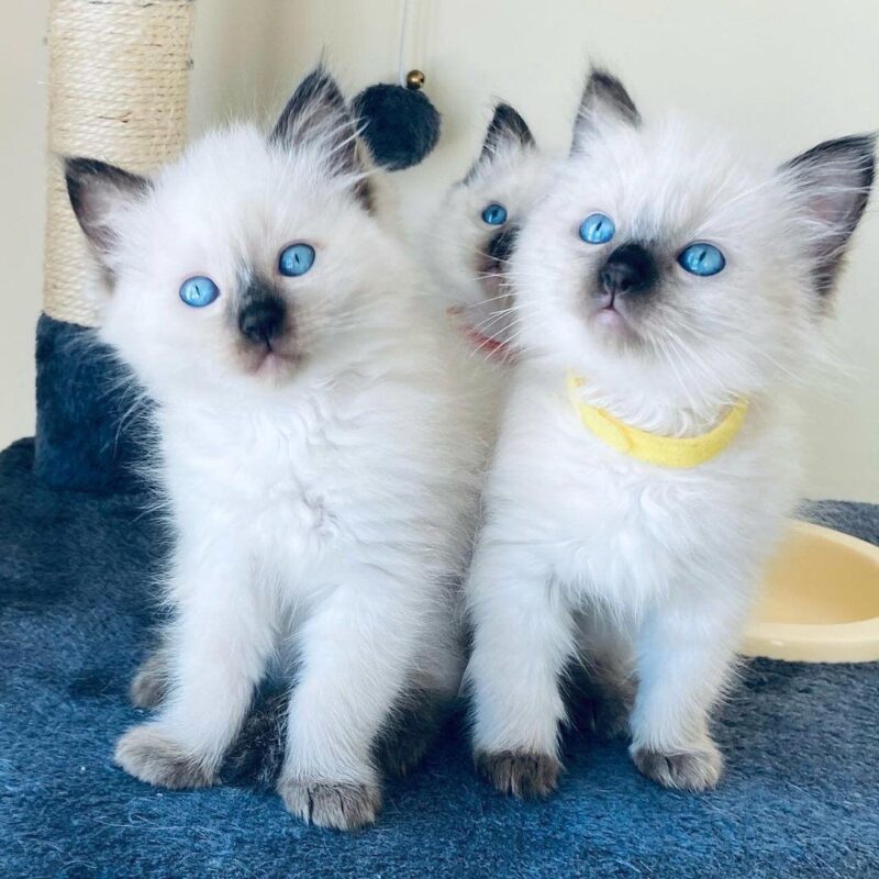 Ragdoll Kittens for sale