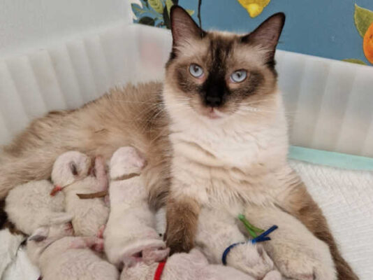 purebred Ragdoll kittens