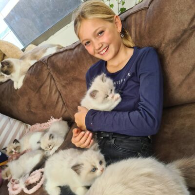 Ragdoll Kittens for sale