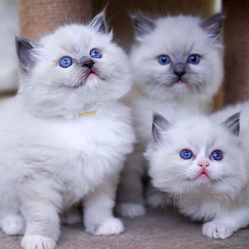 Ragdoll kittens for sale