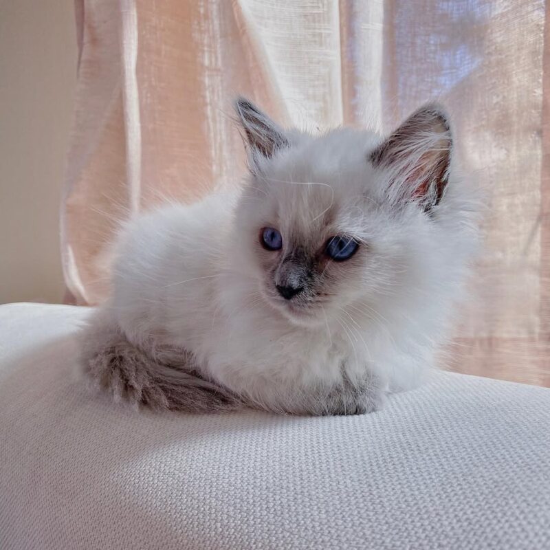Ragdoll kitten for sale in Alabama