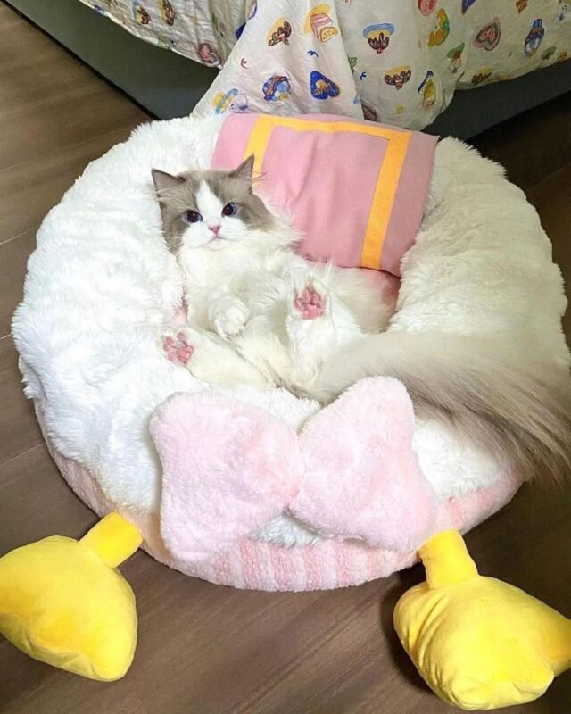 Ragdoll kitten home