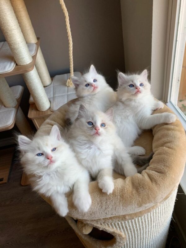 Ragdoll kitten for sale in San Diego
