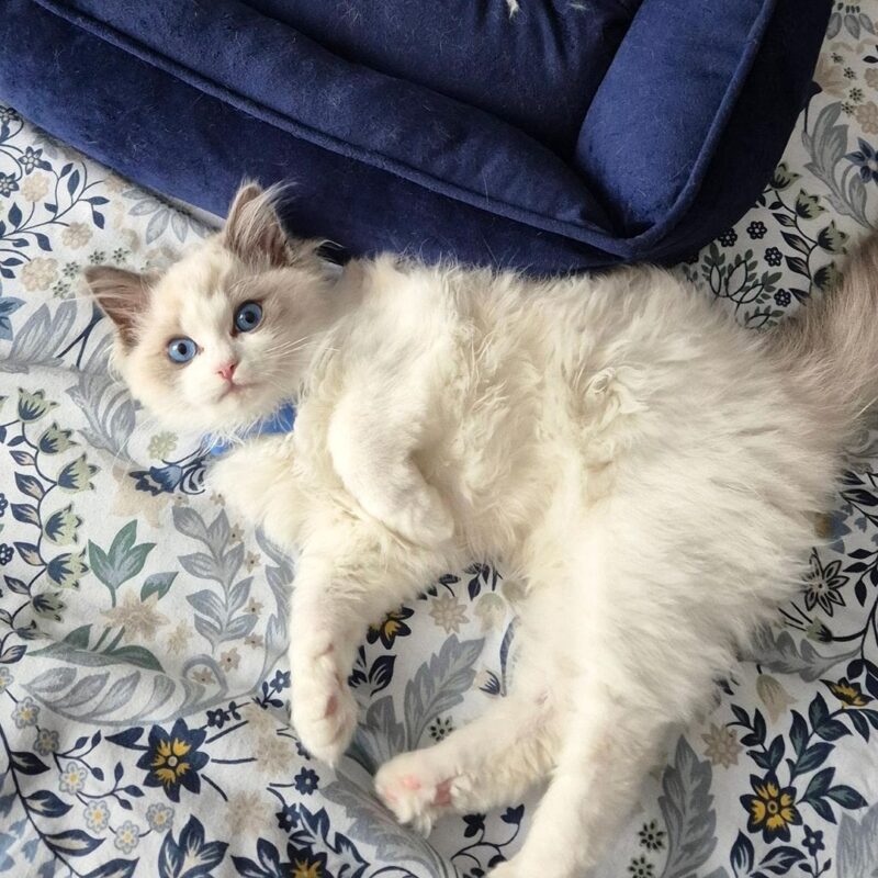 Ragdoll Kitten for Sale in Houston
