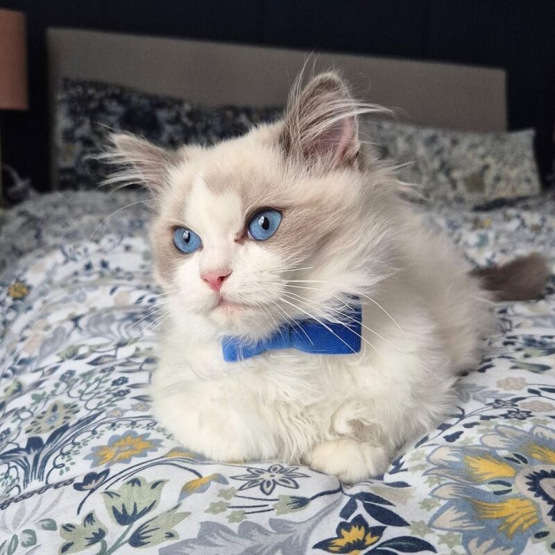Ragdoll kitten for sale in Austin 