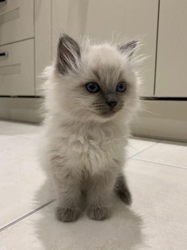 Ragdoll kitten for sale in Buffalo