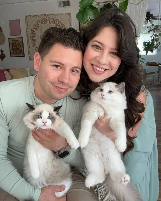 Ragdoll kitten for sale in Salt Lake City