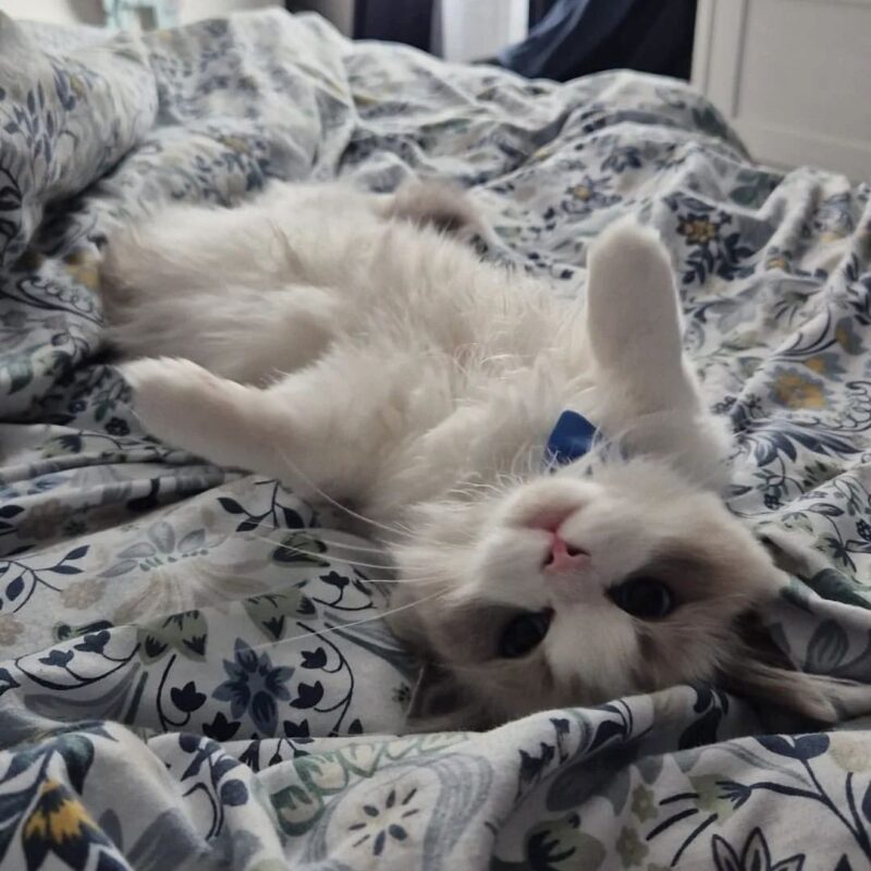 Ragdoll Kitten for Sale in Fort Worth
