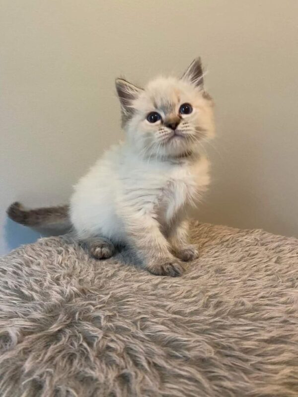 Ragdoll kitten for sale in Los Angeles