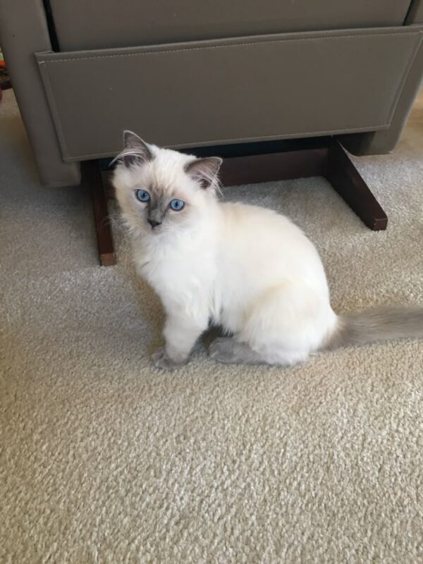 Ragdoll kitten for sale in Raleigh
