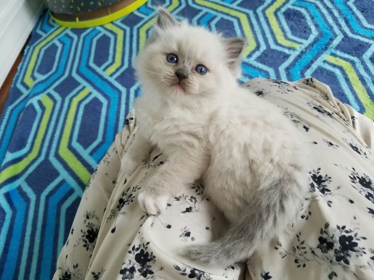 Ragdoll kitten for sale in New York City
