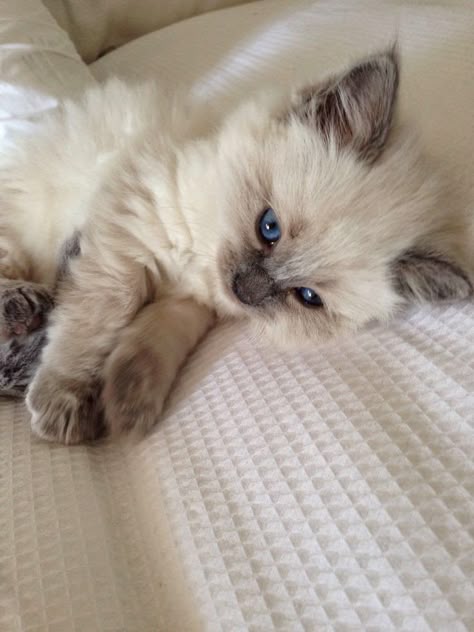 Ragdoll kitten for sale in Rochester