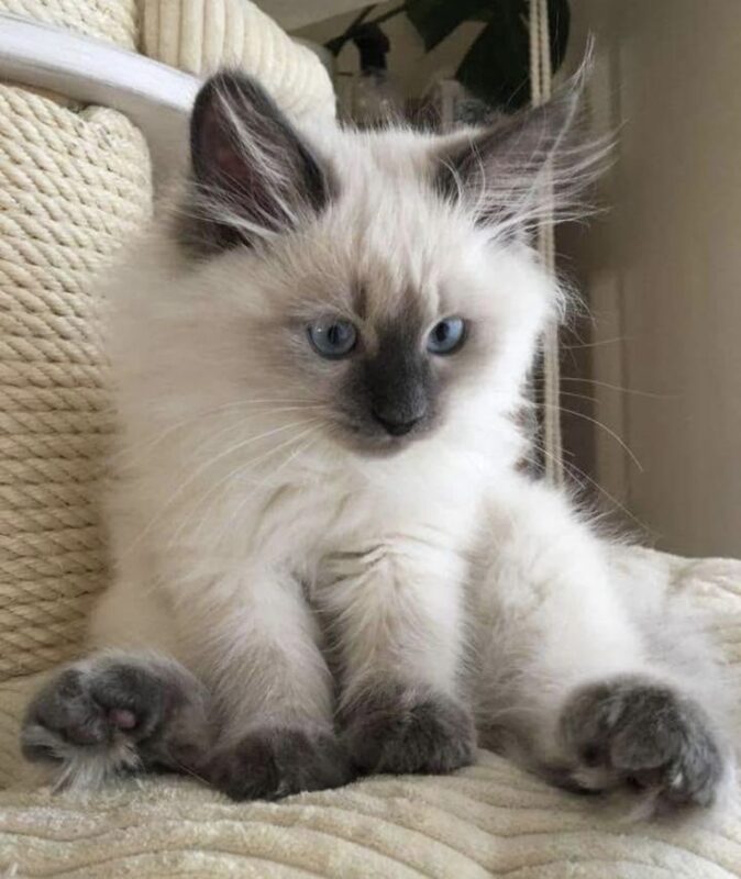 Ragdoll kitten for sale in Tampa