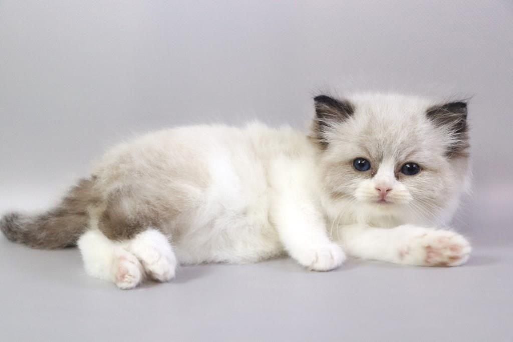Ragdoll kitten for sale in Sacramento, San Jose
