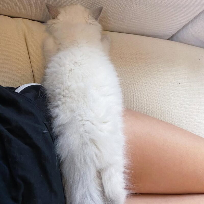 Ragdoll kitten for sale in Las Vegas