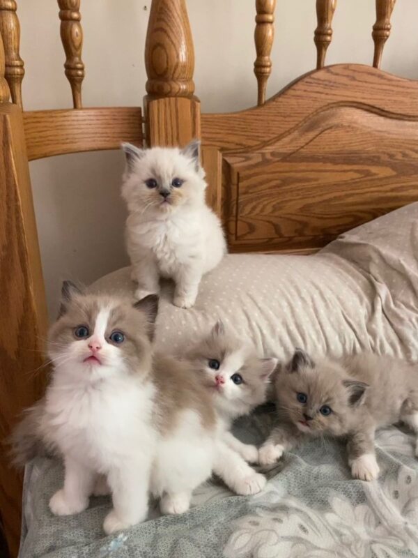 Ragdoll kitten for sale in Reno