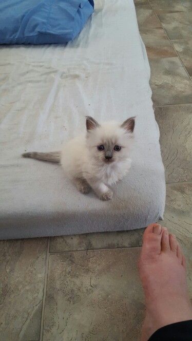 Ragdoll kitten for sale in Denver