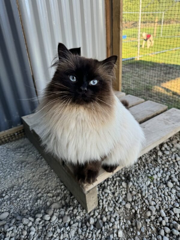 Ragdoll kittens for sale in Birmingham Alabama