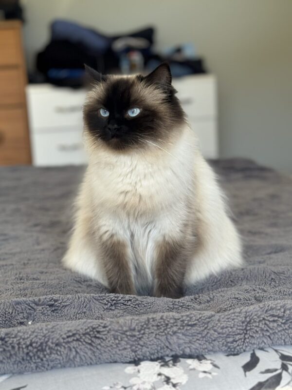 Ragdoll kittens for sale in Huntsville Alabama