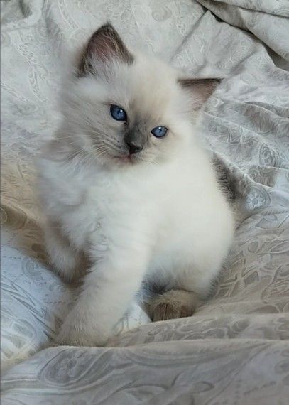 Ragdoll Kittens for Sale in Auburn Alabama