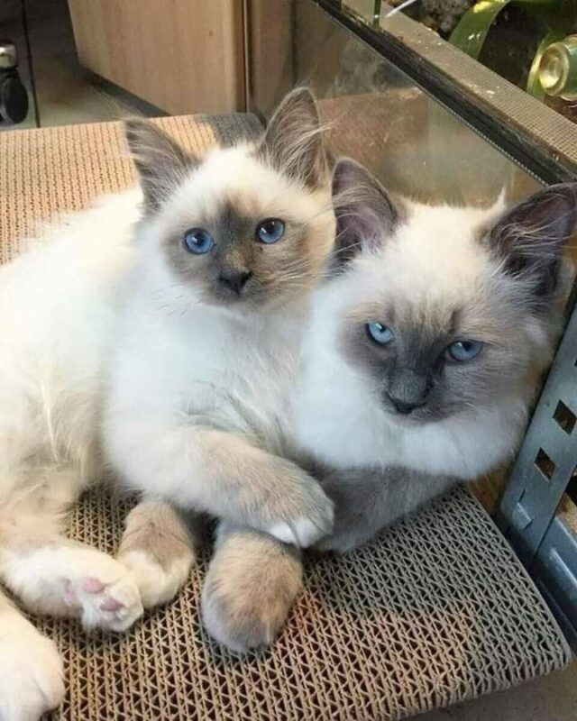 Ragdoll Kittens for Sale in Opelika Alabama