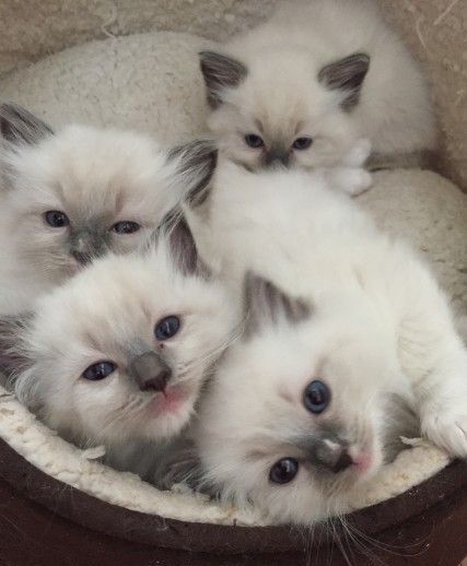 Ragdoll Kittens for Sale in Prattville Alabama