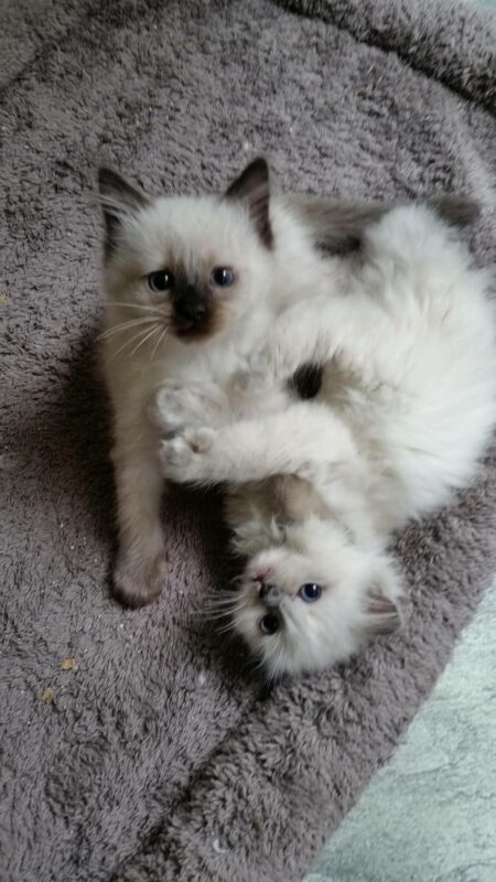 Ragdoll Kittens for Sale in Phenix City Alabama