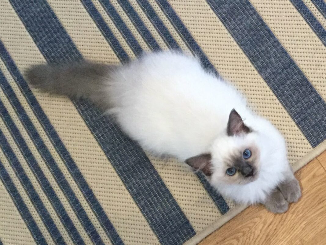 Ragdoll Kittens for Sale in Decatur Alabama