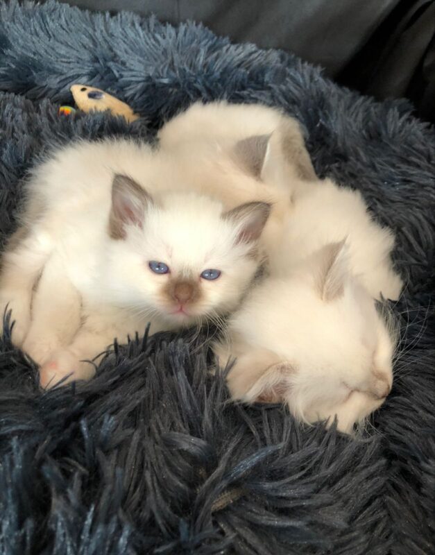 Ragdoll Kittens for Sale in Florence Alabama