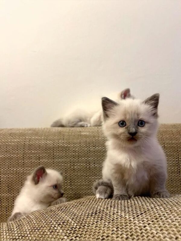 Ragdoll Kittens for Sale in Florence Alabama