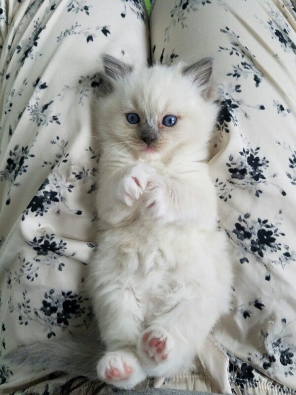 Ragdoll Kittens for Sale in Foley Alabama