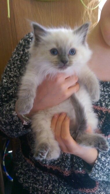 Ragdoll Kittens for Sale in Foley Alabama