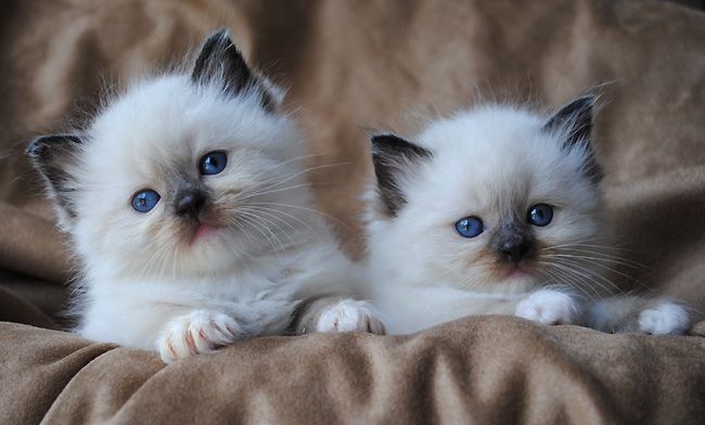Ragdoll Kittens for Sale in Decatur Alabama