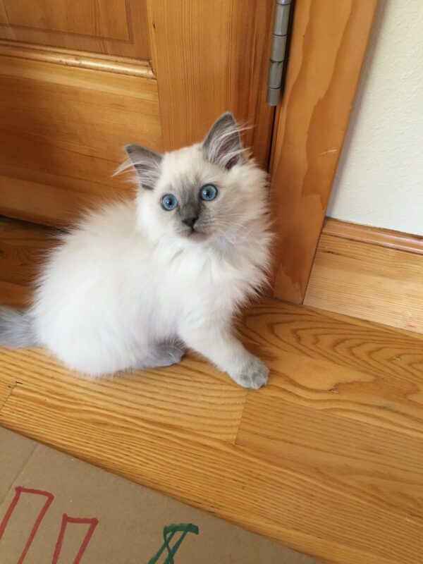 Ragdoll Kittens for Sale in Gulf Shores Alabama